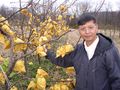 P1010094 Asian Pear farm1