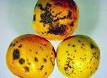 Citrus black spot