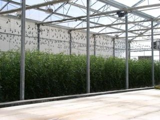 2-tomato plants 2-11-09