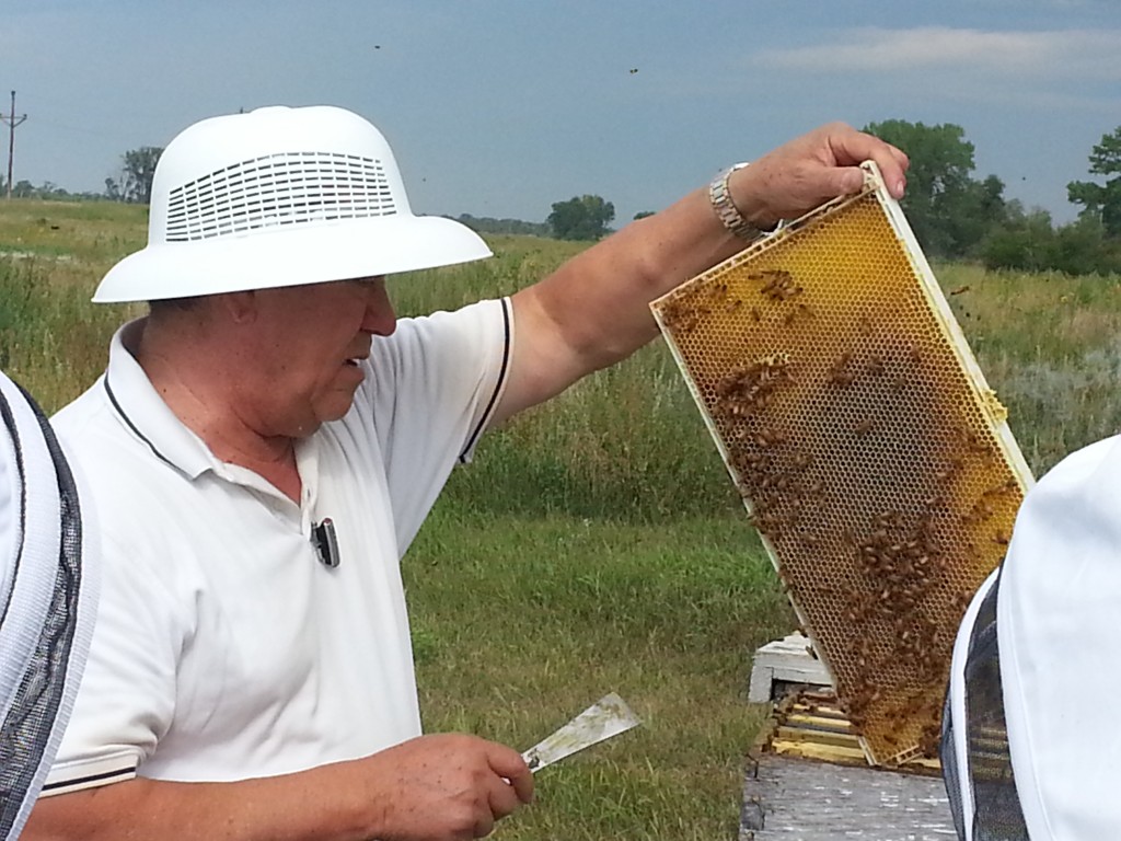 Joaquin Llerenas shows visitors how bees make honey and attempts to locate the queen during one of Llerenas Apiaries bee farm tours.