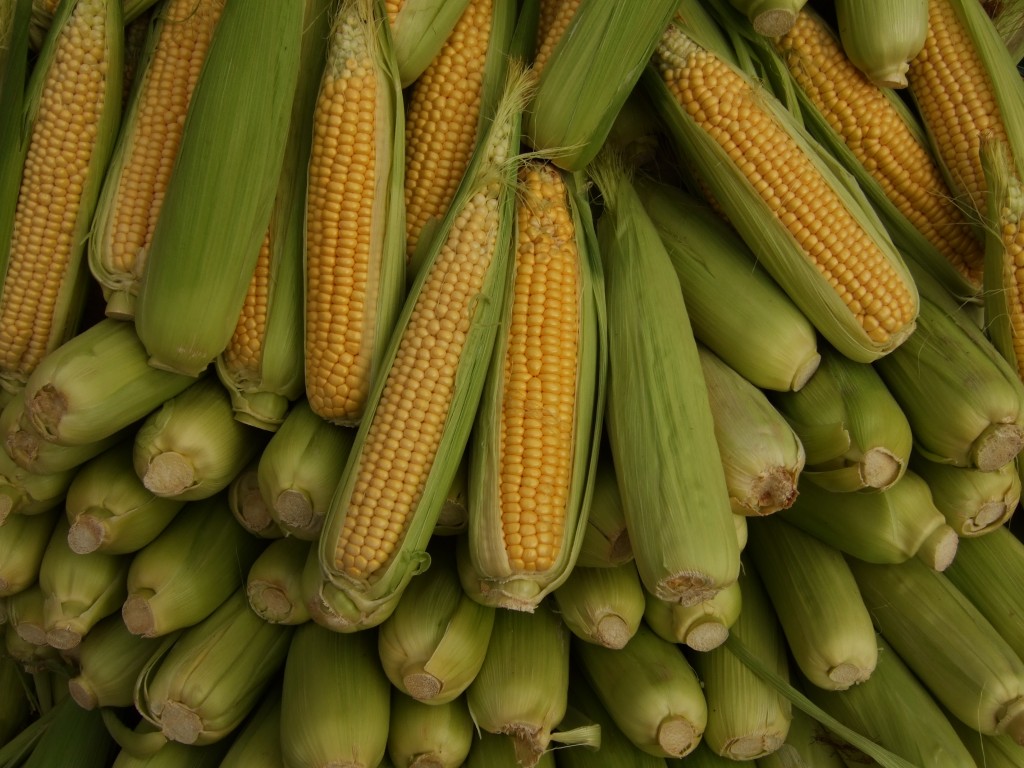 FSA teams up with Ohio farmer to donate more than one ton of fresh, sweet corn to local food banks.