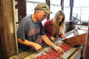 Cultivating Cranberries in New Jersey