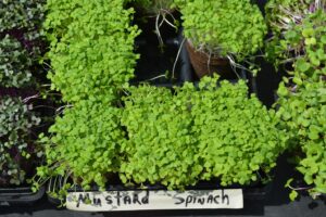 A close up shot of bunches of microgreens in a tray.