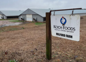 Sign saying "Koch Foods-Milford Farm" in the foreground with poultry barn in the background.