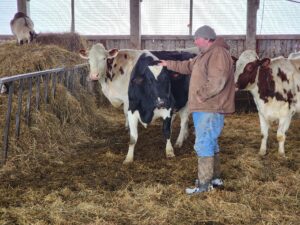 Dairy producer Tom drew stands with three dairy cows.