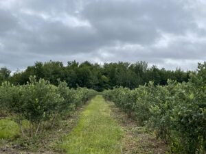 Rows of blueberry bushes.