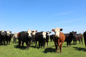 Herd of cattle.