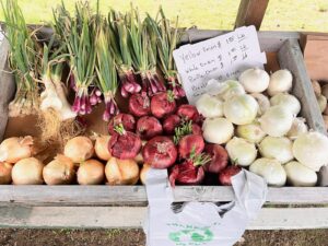 Display of various onions for sale.