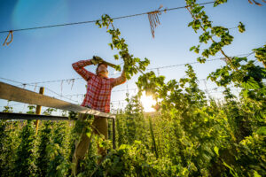 A man is tending to a hops plant..