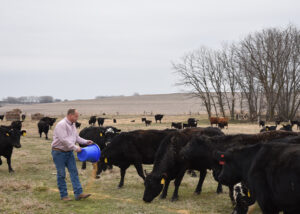 Jesse holds a blue bucket and pour feed on the ground with cattle in the background