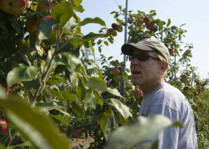 Jan Eckhart inspects a peach tree.