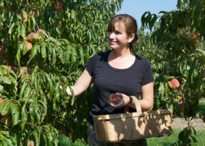 Michelle Eckhart picks peaches 