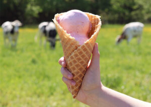 A hand holds a waffle cone with ice cream in the foreground with dairy cattle in the background.