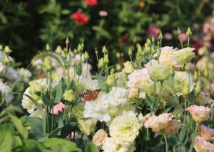 A monarch butterfly sits atop white flowers.