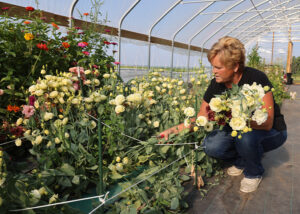 Rhonda Larson in her high tunnel perched down checking on growing flowers.