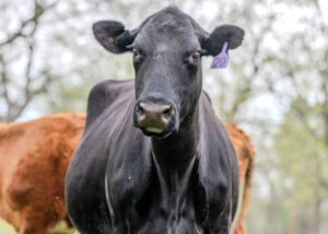 Be the Link: Getting Involved